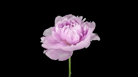 Time-lapse of opening pink Peony flower 2a3 in RGB + ALPHA matte format Stock Footage