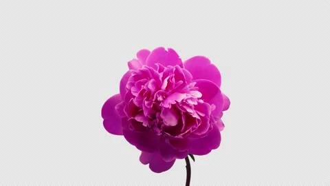 Time-lapse of opening pink peony flower with ALPHA channel, in 4K Stock Footage 163218002