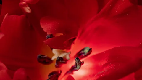 Time lapse of opening of a pink peony tulip on a black background, close-up Stock Footage 270585775