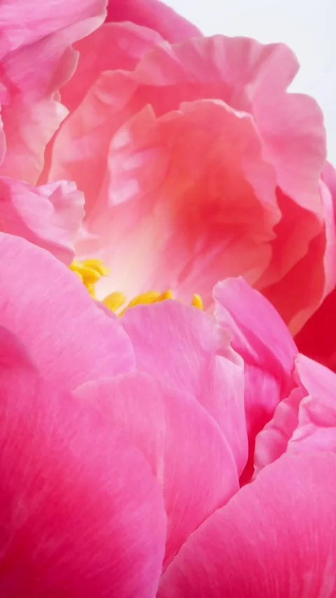 Time lapse of opening pink peony flower 動画素材 274145902