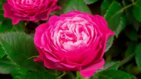 Time Lapse of Opening Pink Rose Flower Stock Footage 119421403