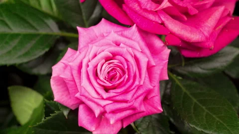 Time Lapse of Opening Pink Rose Flower 库存影片 120091978