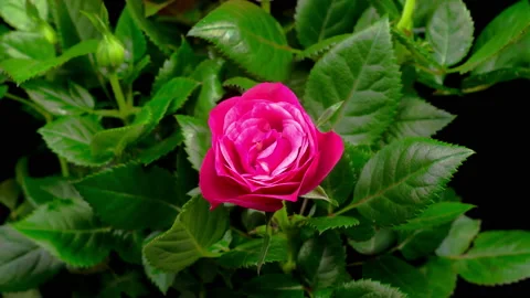 Time Lapse of Opening Pink Rose Flower Stock Footage 121001432