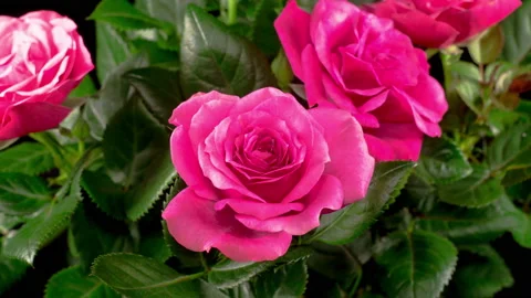 Time Lapse of Opening Pink Rose Flower Stock-Footage 121001944