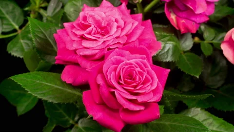 Time Lapse of Opening Pink Rose Flower Видео 121714956