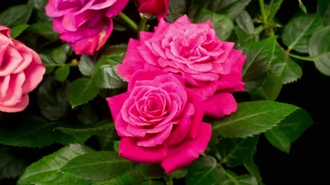 Time Lapse of Opening Pink Rose Flower Vidéo 121967059