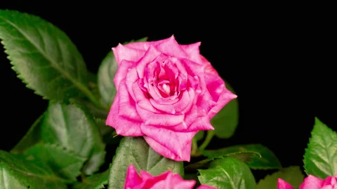 Time Lapse of Opening Pink Rose Flower Stockbeeldmateriaal 121967413
