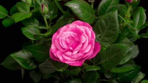 Time Lapse of Opening Pink Rose Flower Stockbeeldmateriaal 121967720