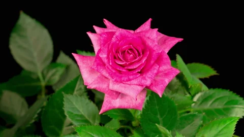 Time Lapse of Opening Pink Rose Flower Stock-Footage 123076796