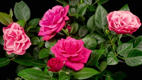 Time Lapse of Opening Pink Rose Flower Stock Footage 123920854