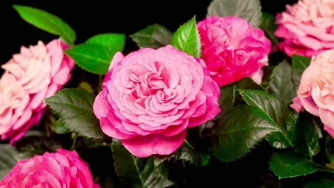 Time Lapse of Opening Pink Rose Flower Video stock 123921146