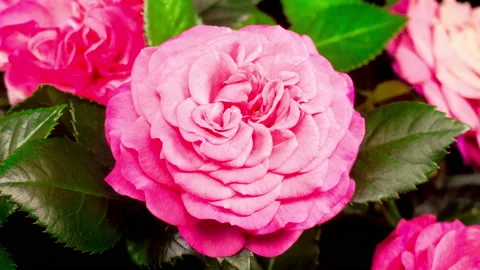 Time Lapse of Opening Pink Rose Flower Vidéo 124703887