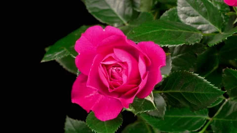 Time Lapse of Opening Pink Rose Flower Vidéo 126235440