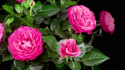 Time Lapse of Opening Pink Rose Flower Stock Footage 127203860