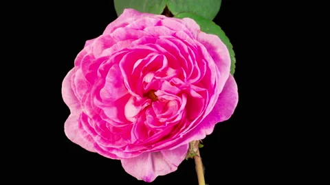 Time Lapse of Opening Pink Rose Flower Stock Footage 134280047