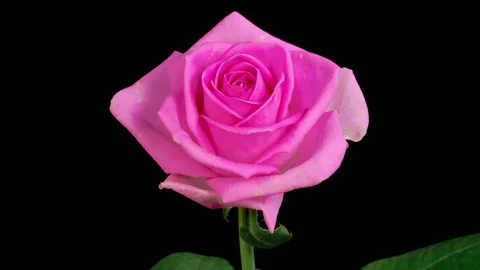 Time Lapse of Opening Pink Rose Stock-Footage 249619923