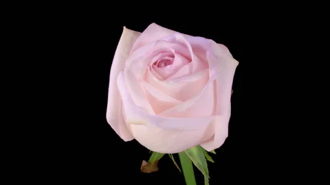 Time Lapse of Opening Pink Rose Stock Footage 254566824
