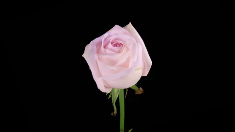 Time Lapse of Opening Pink Rose Stock Footage 256155963