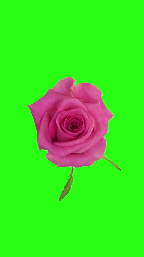 Time lapse of opening pink rose on CHROMA key bacground, vertical orientation Stock Footage 306405079