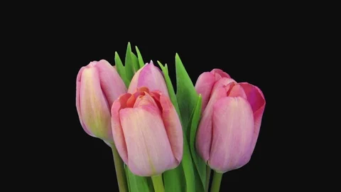Time-lapse of opening pink tulip bouquet in RGB + ALPHA matte format Stock Footage 100101011