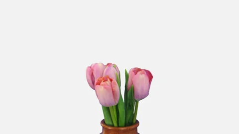 Time-lapse of opening pink tulip bouquet with ALPHA channel Stock Footage 135800593