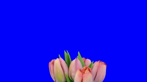 Time-lapse of opening pink tulips bouquet 6c blue chroma key Stock Footage 10884471