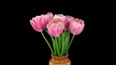 Time-lapse of opening pink tulips bouquet with ALPHA channel Stock Footage 82962353