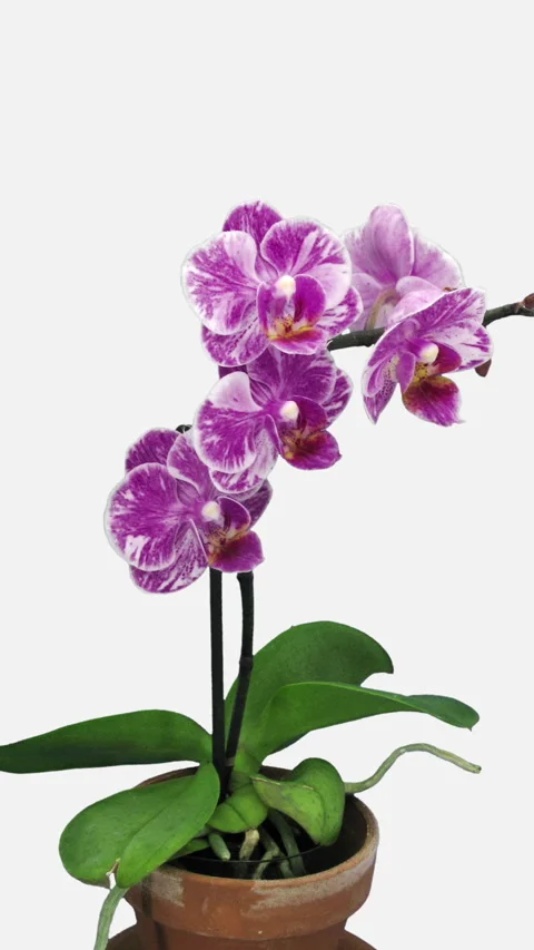 Time lapse of opening pink-white orchid flower, vertical orientation Vidéo 274115064