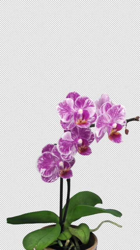 Time lapse of opening pink white orchid flower with ALPHA channel, vertical Vidéo 278260378