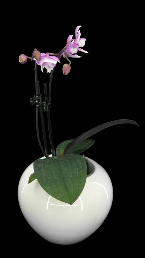 Time lapse of opening pink-white Mini orchid, vertical orientation Stock Footage 319817096