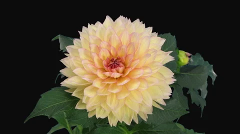 Time-lapse of opening pink yellow dahlia flower in RGB + ALPHA matte format Stock Footage 64778671