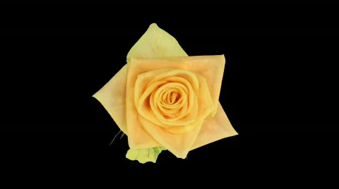 Time-lapse of opening "Prairie" rose with alpha matte 3 top Stock Footage 573074