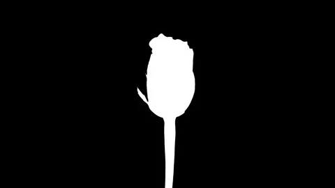Time-lapse of opening Prairie rose in RGB + ALPHA matte format Stock Footage