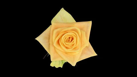 Time-lapse of opening Prairie rose in RGB + ALPHA matte format, top Stock Footage 78718003
