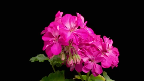 Time Lapse of Opening Purple Geranium ( Pelargonium ) Flower Stock Footage 165456783