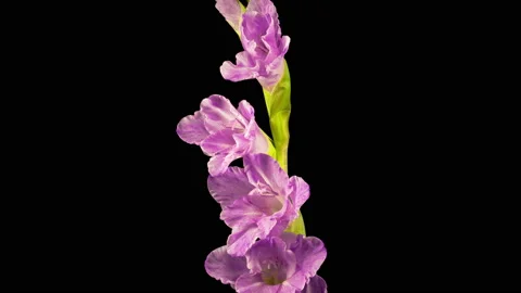 Time lapse of Opening Purple Gladiolus Flower 스톡 동영상 113015540