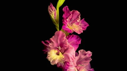 Time lapse of Opening Purple Gladiolus Flower Vídeo Stock 113572207