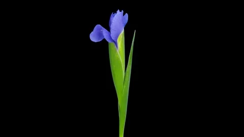 Time-lapse of opening purple iris, 4K with ALPHA channel Stock Footage 92292222