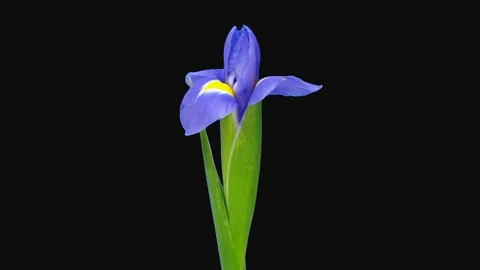 Time-lapse of opening purple iris, 3K with ALPHA channel Stock Footage 117932489