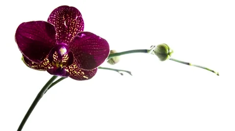 Time-lapse of opening purple orchid  isolated on white Stock Footage 40767924