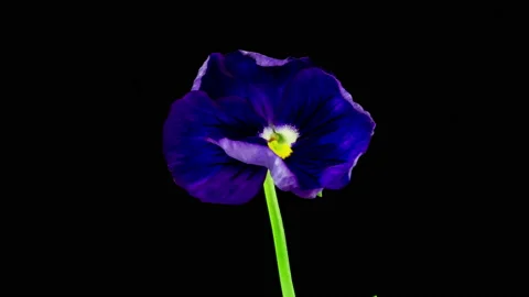 Time lapse of opening purple Pansy flower, Viola tricolor, isolated on black Stock Footage 217293330