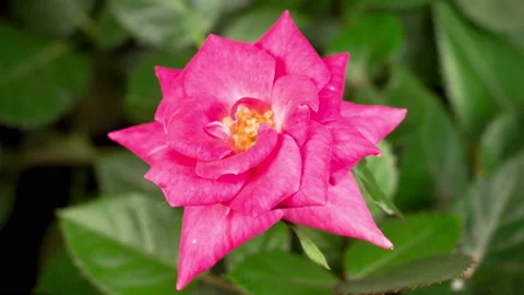 Time Lapse of Opening Purple Rose Flower Vídeo Stock 121715874