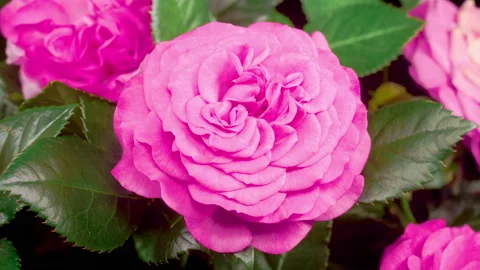 Time Lapse of Opening Purple Roses 스톡 동영상 222033477