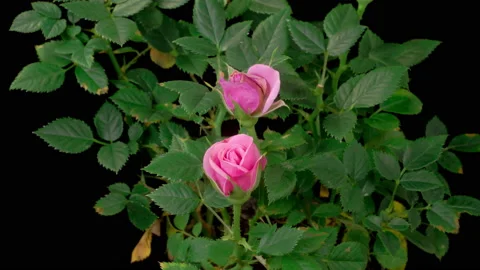 Time Lapse of Opening Purple Roses Stockbeeldmateriaal 230662809
