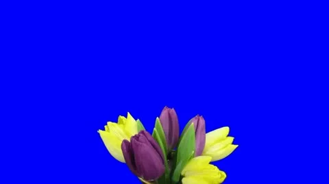 Time-lapse of opening purple-yellow tulips bouquet 1c blue chroma key Stock Footage 10884541