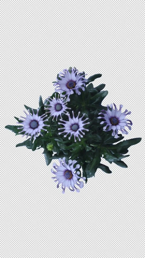 Time lapse of opening Rain Daisy flowers with ALPHA channel, top view, vertical Stock Footage 302169396