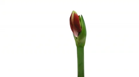 Time-lapse opening red amaryllis Ferrari flower isolated on white 10 Stock Footage 342870