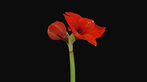 Time-lapse of opening Red amaryllis flower with ALPHA channel, in 4K Stock Footage 136078510