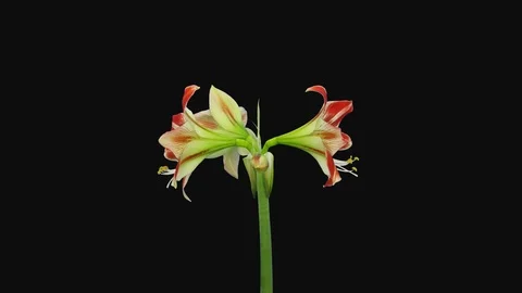 Time-lapse of opening red and white Ambiance amaryllis with ALPHA channel Stock Footage 105364231