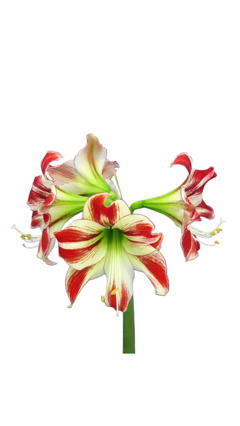 Time lapse of opening red and white Ambiance amaryllis, vertical orientation Stock Footage 303473564